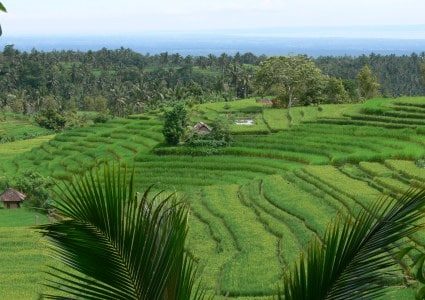 Bali-Reisfelder